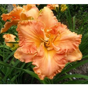 Hemerocallis Orange Braid - Sásliliom