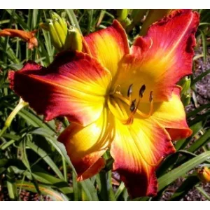 Hemerocallis Panic In Detroit - Sásliliom