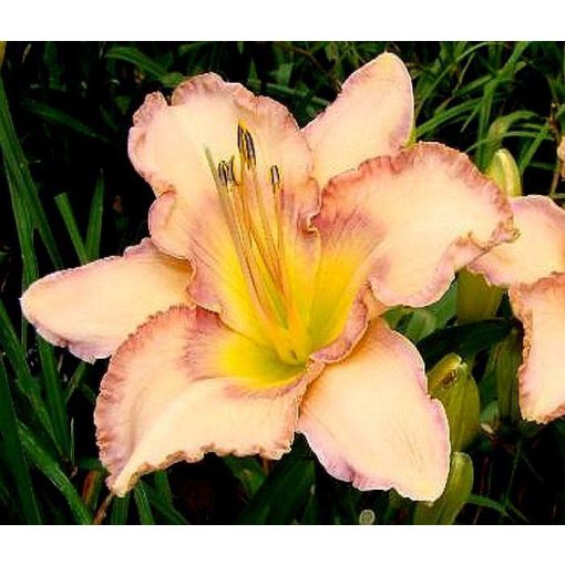 Hemerocallis Papillion - Sásliliom