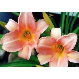 Hemerocallis Peach Frost - Sásliliom