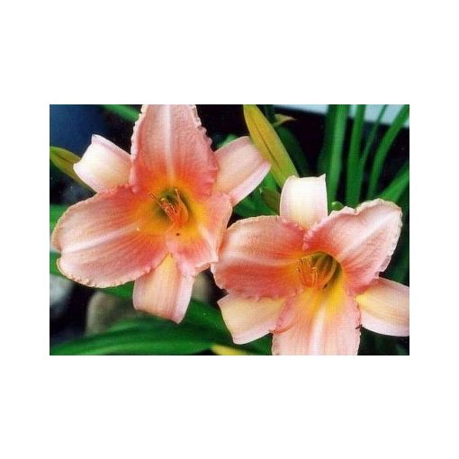 Hemerocallis Peach Frost - Sásliliom