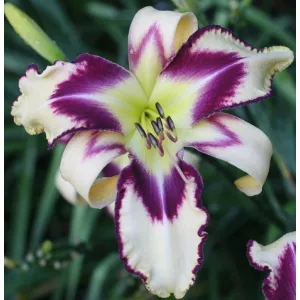 Hemerocallis Pictoral Picotee - Sásliliom