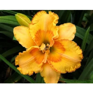 Hemerocallis Prairie Fire - Sásliliom