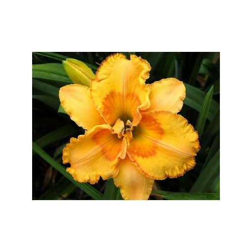 Hemerocallis Prairie Fire - Sásliliom