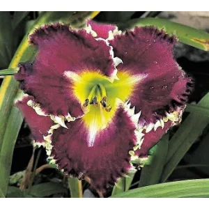 Hemerocallis Prince Vladimir - Sásliliom