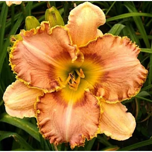 Hemerocallis Pumpkin Marmalade - Sásliliom