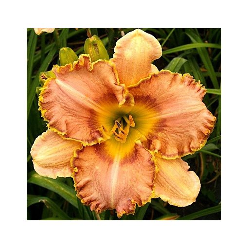 Hemerocallis Pumpkin Marmalade - Sásliliom