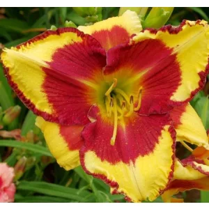 Hemerocallis Punxsutawney Phil - Sásliliom