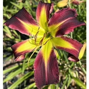 Hemerocallis Purple Apple - Sásliliom