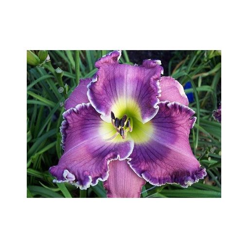 Hemerocallis Purple Peace - Sásliliom