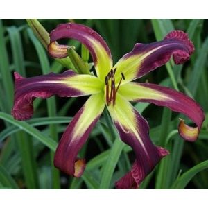 Hemerocallis Purple Starfish - Sásliliom