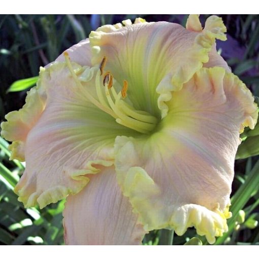 Hemerocallis Quartz Rainbow - Sásliliom