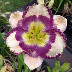 Hemerocallis Racing The Moon - Sásliliom