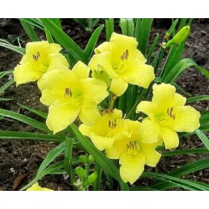 Hemerocallis Rain Drop - Sásliliom