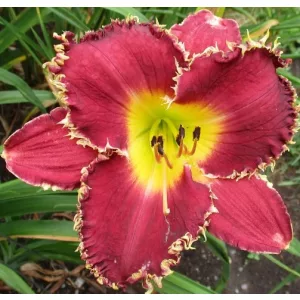 Hemerocallis Randy Stephens - Sásliliom
