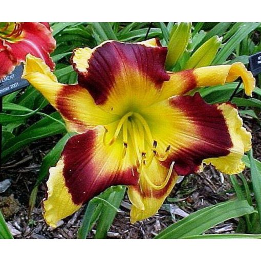 Hemerocallis Rapid Eye Movement - Sásliliom