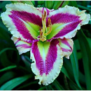 Hemerocallis Raspberry Prism - Sásliliom