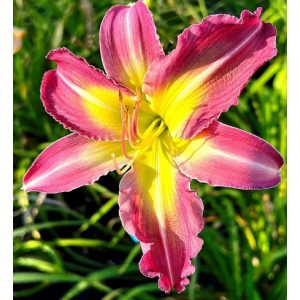 Hemerocallis Red Apple - Sásliliom