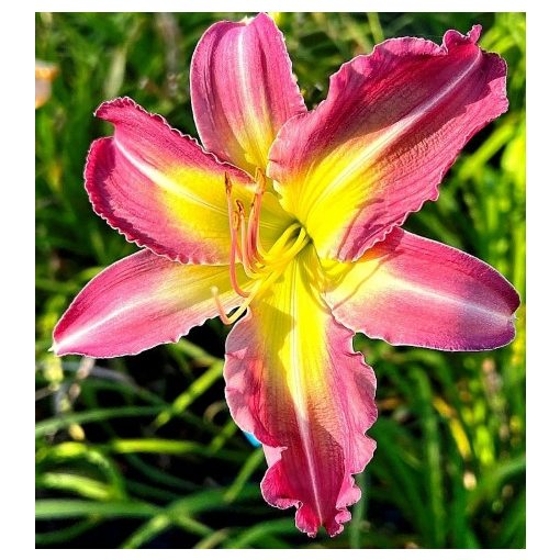 Hemerocallis Red Apple - Sásliliom