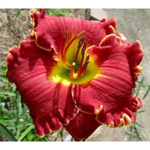 Hemerocallis Red Bull - Sásliliom