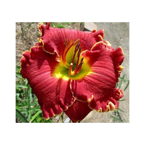 Hemerocallis Red Bull - Sásliliom