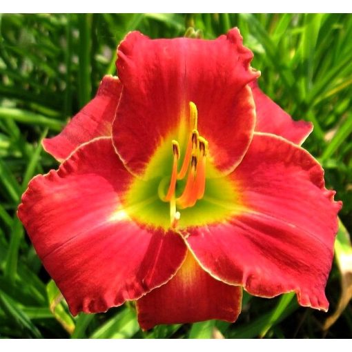 Hemerocallis Red Grace - Sásliliom