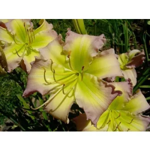 Hemerocallis Regency Heights - Sásliliom