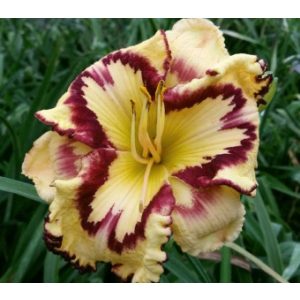 Hemerocallis Retro Afternoon - Sásliliom