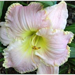 Hemerocallis Ribbons And Things - Sásliliom