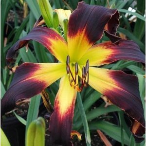 Hemerocallis Rolling Raven - Sásliliom