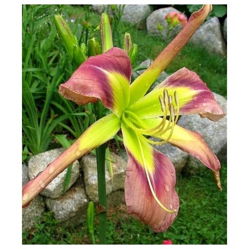 Hemerocallis Rosemary Whitacre - Sásliliom