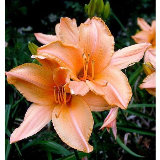 Hemerocallis Ruffled Apricot - Sásliliom