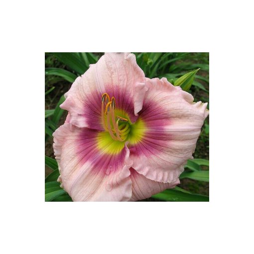 Hemerocallis Sambo Wilder - Sásliliom