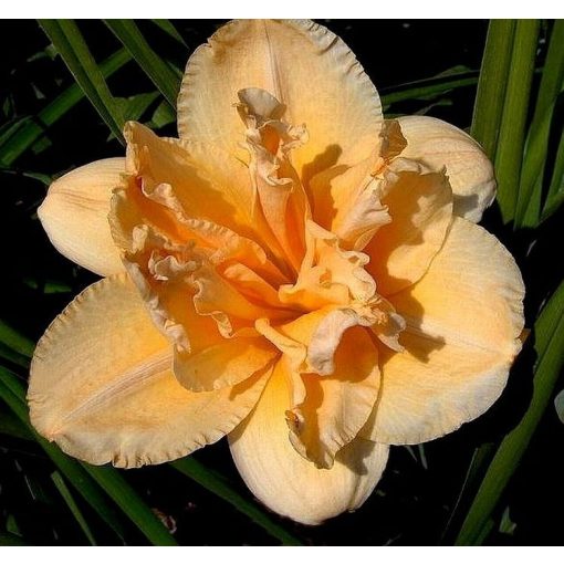 Hemerocallis Savannah Sunburst - Sásliliom