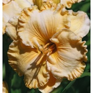 Hemerocallis Sensuelle - Sásliliom