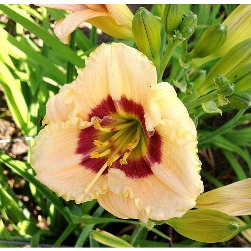 Hemerocallis Siloam Peewee - Sásliliom