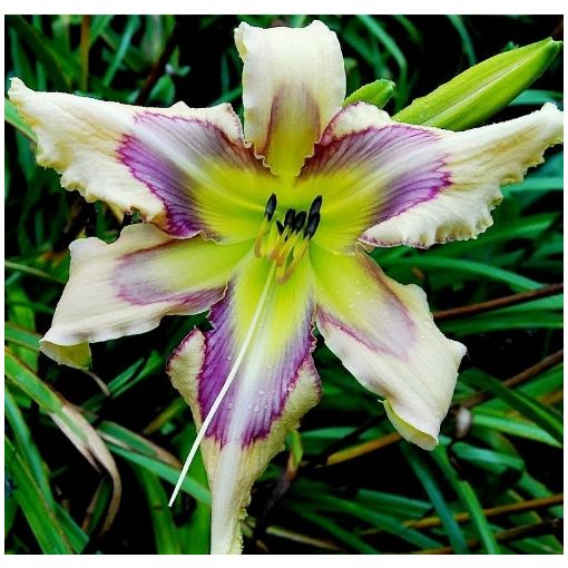 Hemerocallis Solar Blue Angel - Sásliliom