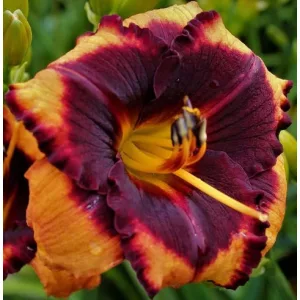 Hemerocallis Spacecoast Brazen Bandit - Sásliliom