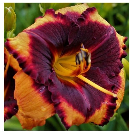 Hemerocallis Spacecoast Brazen Bandit - Sásliliom