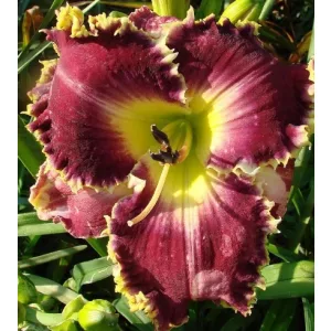 Hemerocallis Spacecoast Plentiful Bounty - Sásliliom