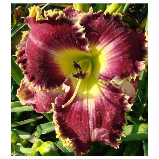 Hemerocallis Spacecoast Plentiful Bounty - Sásliliom