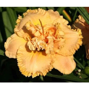 Hemerocallis Spacecoast Twice Is Nice - Sásliliom