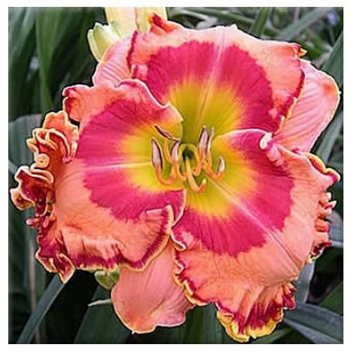 Hemerocallis Spanish Flamenco - Sásliliom