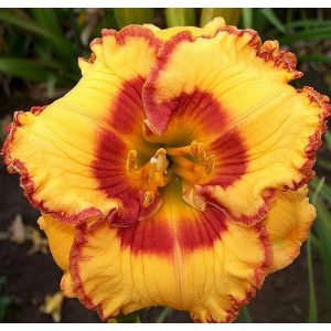 Hemerocallis Spiced Custard - Sásliliom