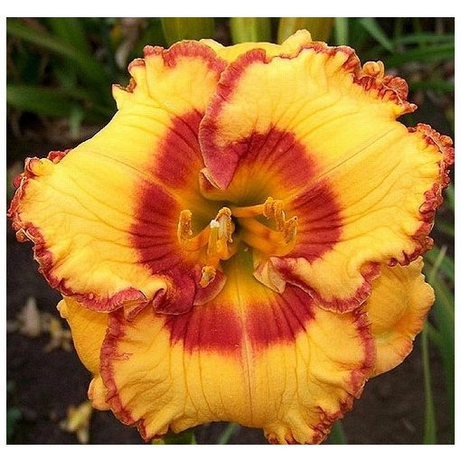 Hemerocallis Spiced Custard - Sásliliom