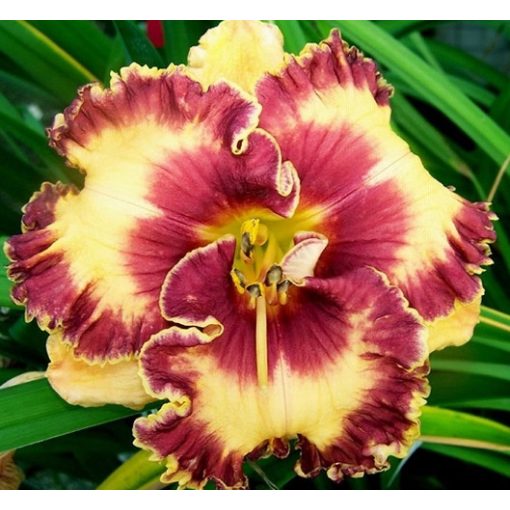 Hemerocallis Spicy Connection - Sásliliom