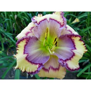 Hemerocallis Stenciled Infusion - Sásliliom