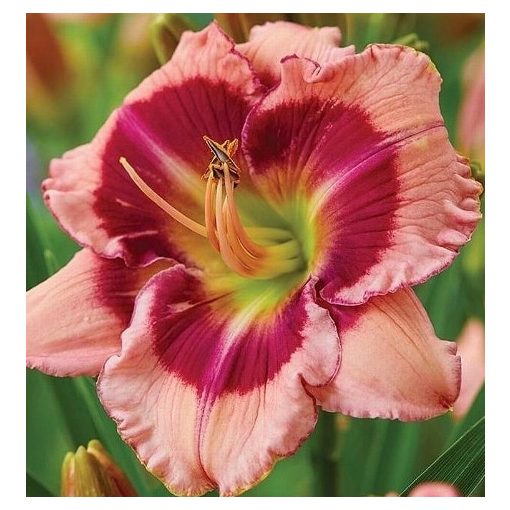 Hemerocallis Strawberry Shake - Sásliliom