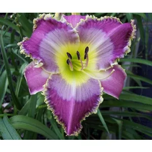 Hemerocallis Subtle Knife - Sásliliom