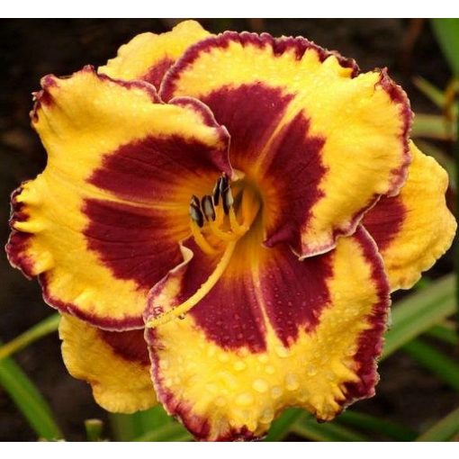 Hemerocallis Sultry Spanish Eyes - Sásliliom